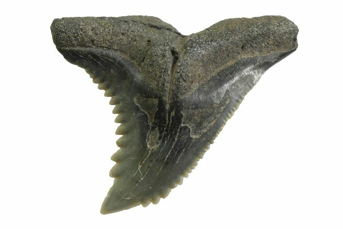Snaggletooth Shark (Hemipristis) Tooth - South Carolina #354540